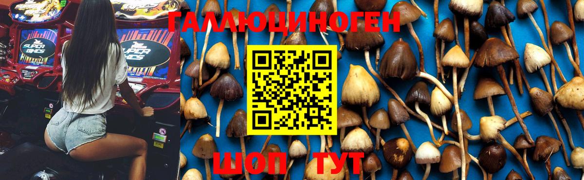 Псилоцибиновые грибы Psilocybine cubensis Александров